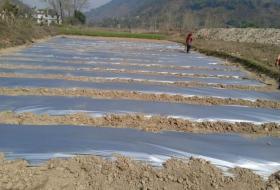 आँधीखोला किनार क्षेत्रमा तर्बुजाखेती सुरु